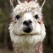 Portraits of an Alpaca - #2 by kgolab