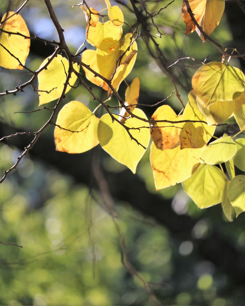 October 16: Red Bud in the Autumn by daisymiller