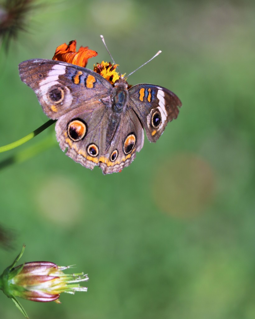 October 17: Buckeye Butterfly by daisymiller