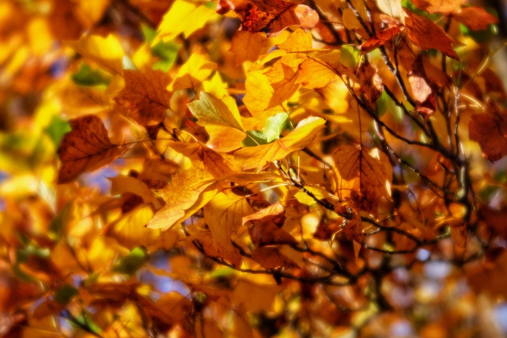 Autumn Colours by mattjcuk