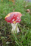 19th Oct 2018 - f[inal]ly agaric