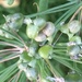 Allium Seedheads by cataylor41