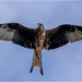 Red Kite by pcoulson