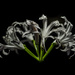 Nerine Flower by tonygig