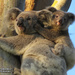 mottling by koalagardens