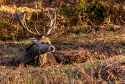 19th Oct 2018 - Red Stag Resting 