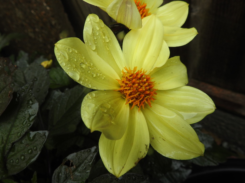 Wet Yellow Flower by oldjosh