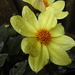 Wet Yellow Flower by oldjosh