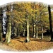 Ercall Woods by beryl
