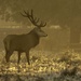 red stag at dawn by shepherdmanswife