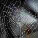 Spider Web by kwind