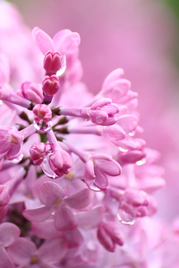 little pink flowers by wenbow