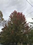 19th Oct 2018 - Fall is here