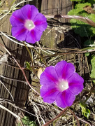 19th Oct 2018 - Darned ole morning glories