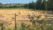 20th Oct 2018 - Make hay while the sun shines.