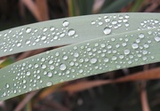 16th Oct 2018 - Raindrops on Leaves