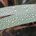 Raindrops on Leaves by oldjosh