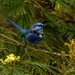 Splendid fairy wren - Perth Western Australia by maureenpp