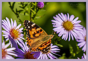 20th Oct 2018 - Painted Lady Butterfly