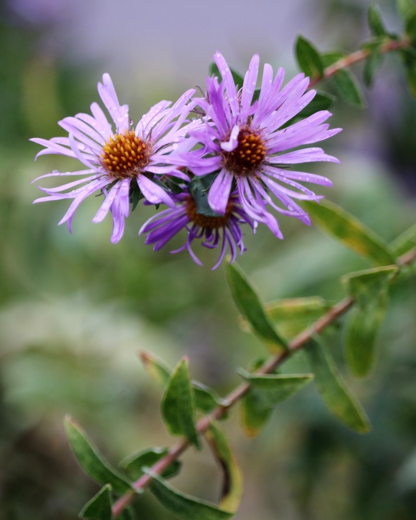 October 20: Asters by daisymiller