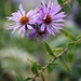 October 20: Asters by daisymiller