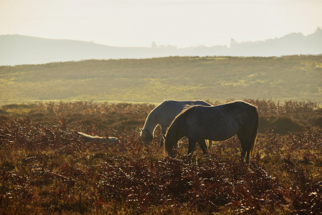 horses- on LongMynd by ianmetcalfe
