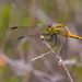 Dragonfly by gosia