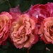 Del's Roses_DSC0373 by merrelyn