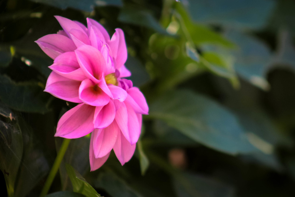 Another dahlia shot by mittens