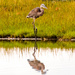 heron reflection by jernst1779