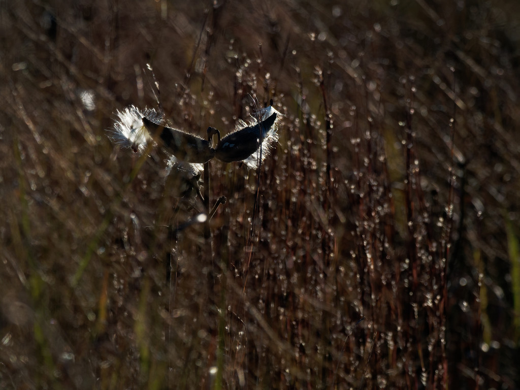 milkweed wings by rminer