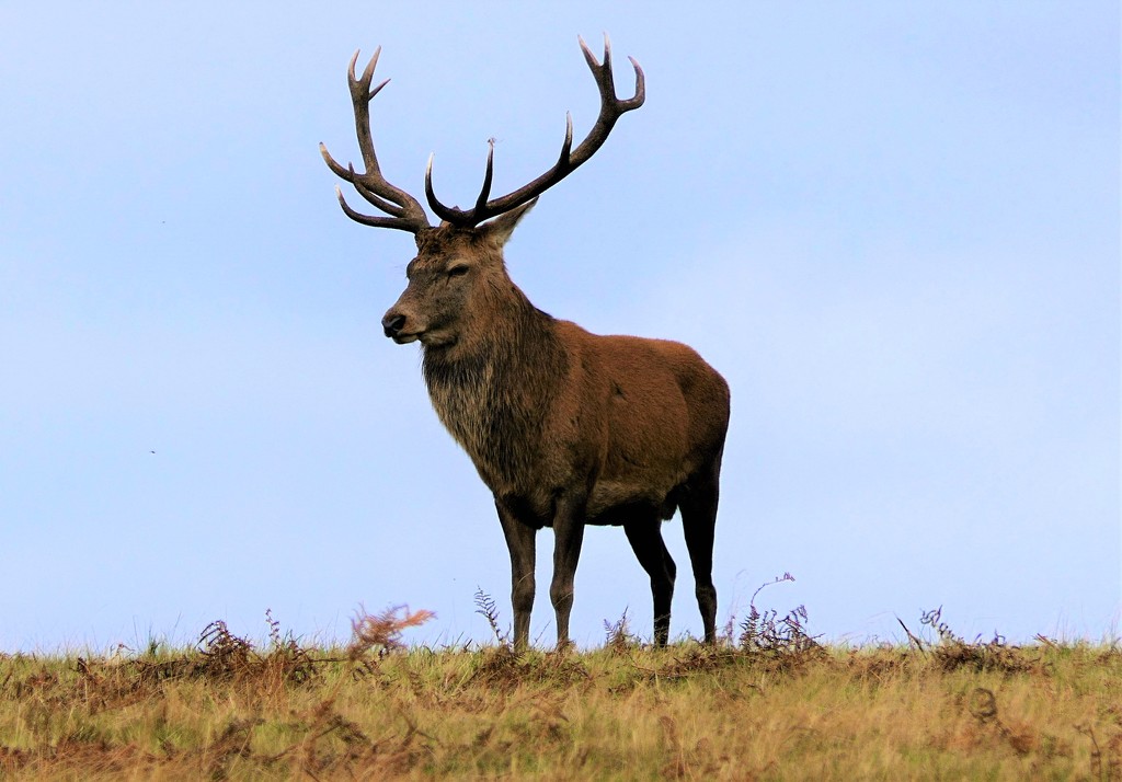 Red Stag by carole_sandford