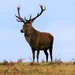 Red Stag by carole_sandford