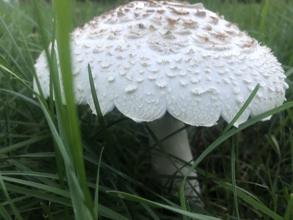 Parasol mushroomFound in neighborhood  by annymalla