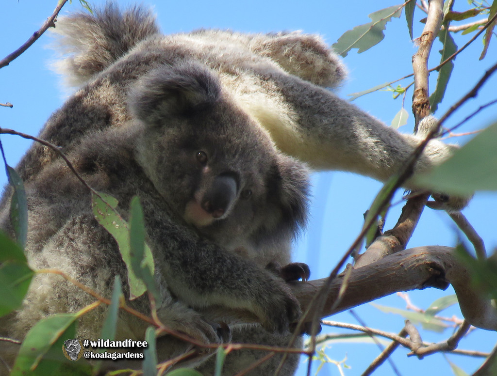 lil Frankie by koalagardens