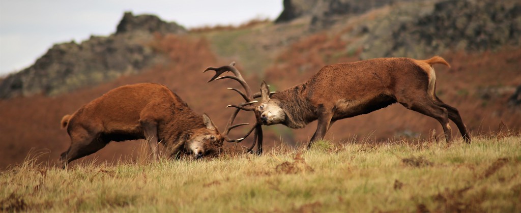 The Rut by phil_sandford