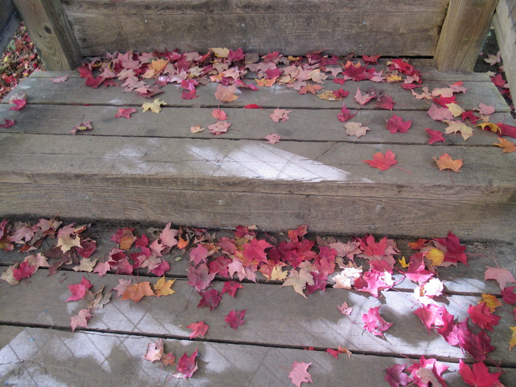 Autumn leaves and reflection on stairs  by bruni