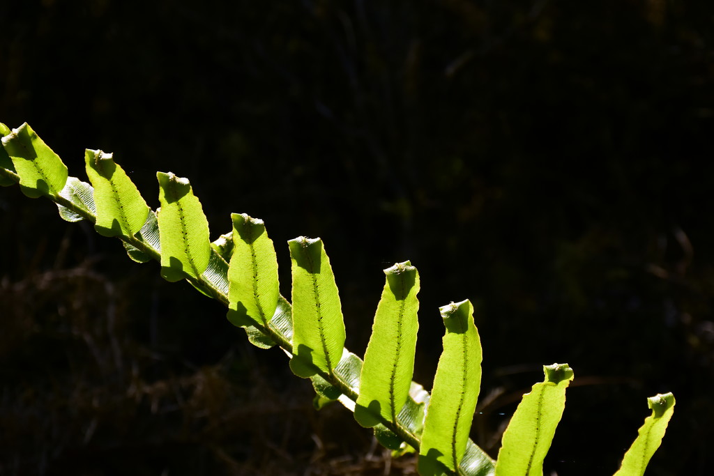 In the Hedgerow 8 by nickspicsnz