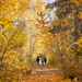 An autumn walk by kiwichick