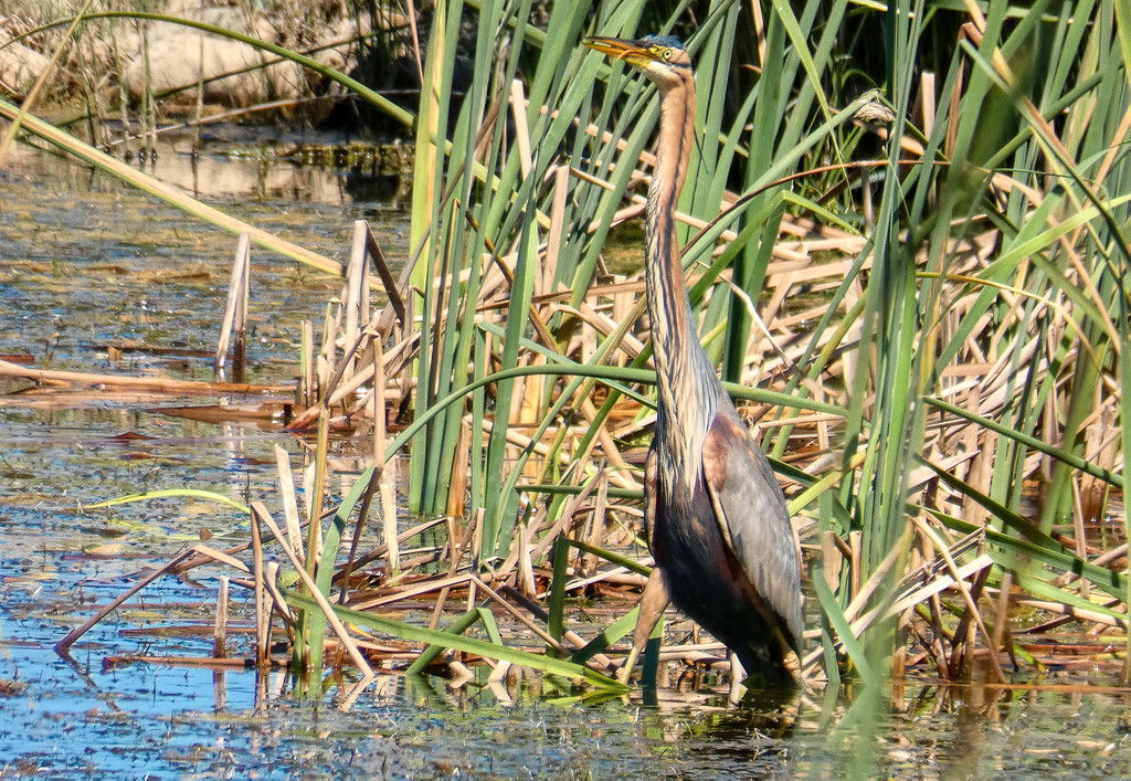 This Purple Heron  by ludwigsdiana