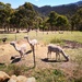 Our Alpacas by kgolab