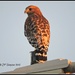 Illuminating Hawk... by soylentgreenpics