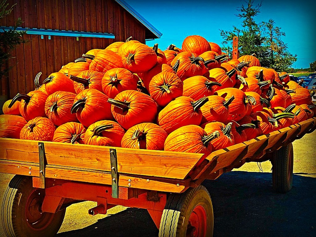 Pumpkin Everything by gardenfolk