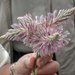 MULLA MULLA JOEY (Ptilotus exaltatus) Flower by kerenmcsweeney
