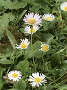 21st Oct 2018 - Lawn daisies 