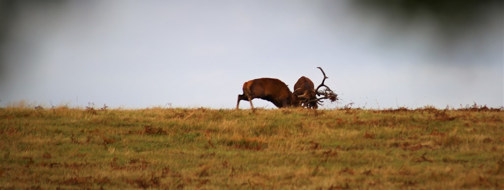 The Rut (Take One) by phil_sandford