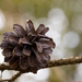 Pine Cone by leonbuys83