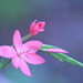 Hesperantha lily...... by ziggy77