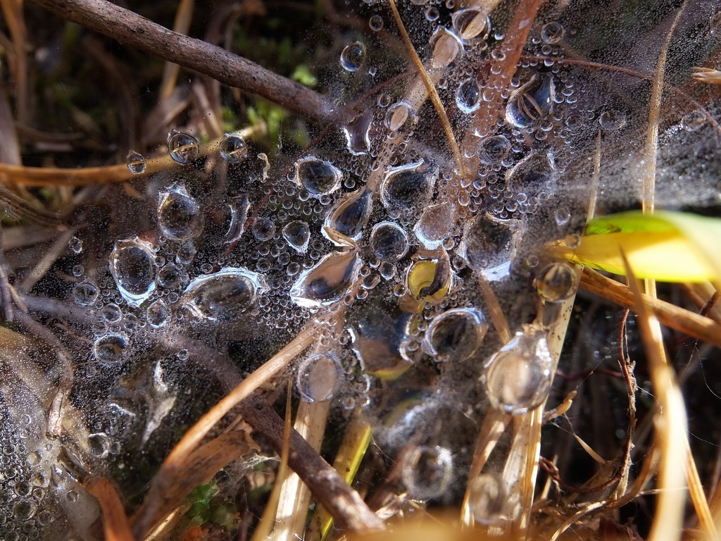 Water droplets by mattjcuk