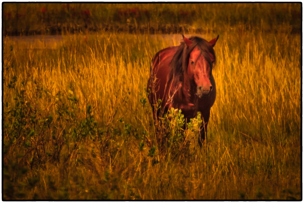 horse in the marsh by jernst1779